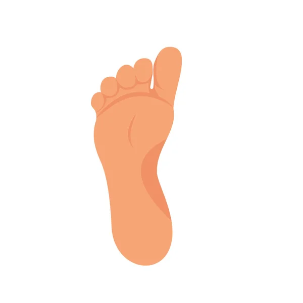 Left Foot Soles Illustration Footwear Shoe Concepts Medical Health Massage —  Vetores de Stock