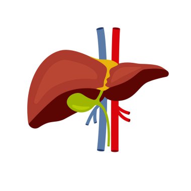 Human liver icon. Flat illustration of human liver vector icon for web design eps 10