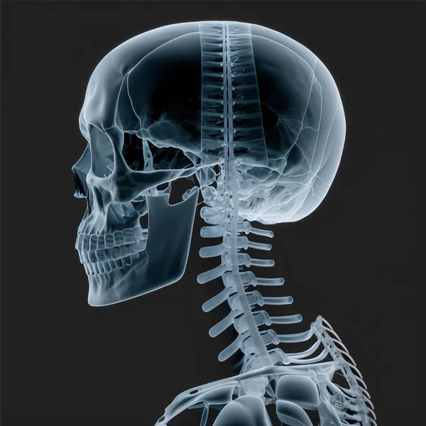 Film x-ray skull and cervical spine lateral view eps 10