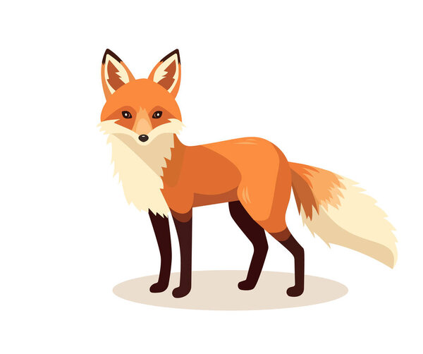 Standing fox isolated on a white background. Body side view, head in full face. Stock vector illustration. Forest animal