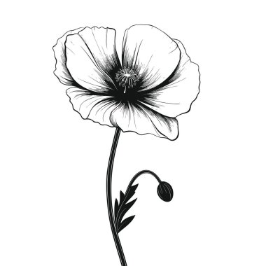 Minimum bitkisel çizim sanatı. Buketler. Vahşi ve bahçe bitkilerinin, dalların, yaprakların, çiçeklerin, otların moda unsurları. Logo veya dövme için vektör illüstrasyonuName