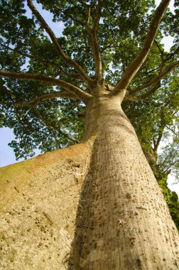 Ağaç gövdesi dokusu, dijital duvar kağıdı