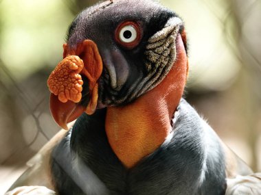 Entre los atractivos tursticos que alberga el Valle Sagrado de los Incas en Peru hay uno que sobresale por su gran gran Belza natural y enigmtico origen: las Salineras de Maras. Ubicado a 50 km de Cusco y a una altura de 3 mil metros 