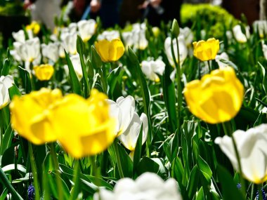    Los elegantes tulipanes han adornado los jardines durante siglos, con mas de 3000 variedades registradas, aaden un toque de encanto a cualquier paisaje al aire libre.                             clipart