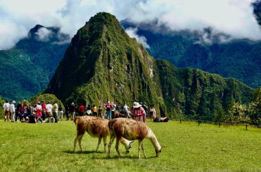 Machu Picchu, una de las 7 maravillas del mundo, Increble santuario inca en el corazn del sur de la Cordillera de Los Andes, a 80 km de la ciudad de Cusco, imperdible arquitectura, flora, fauna y paisaje.                                    clipart