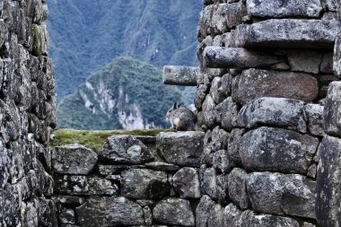 Machu Picchu , monte o pico viejo', es el nombre contemporneo que se da a antiguo poblado incaico construido antes del siglo xv, en la cordillera Oriental del sur del Peru en la cadena montaosa de los Andes a 2430 m sobre el nivel del mar clipart