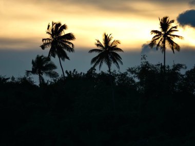    Atardecer en la Peninsula de Samana, Repblica Dominicana, con los Itimos rayos de sol creando una hermosa sombra de palmeras.                            