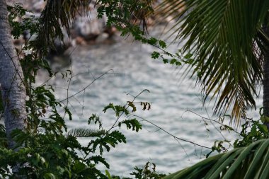 Vegetacion tipica en las alturas de la Peninsula de Samana, Repblica Dominicana                               