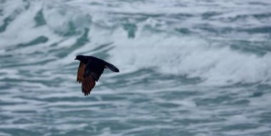  Ave volando sobre el mar Mediterrneo en las playas de Tel Aviv, İsrail             