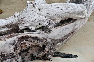 Tronco como parte del paisajismo en la playa de Samana, Repblica Dominicana                               