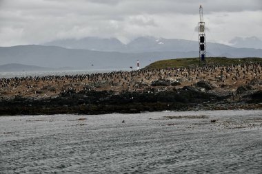 Colonia de cormoranes y otras aves en en en el Canal de Beagle, Tierra del Fuego, Arjantin.                                    
