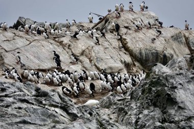  Colonia de cormoranes y otras aves en en el Canal de Beagle, Tierra del Fuego, Argentina.                               clipart