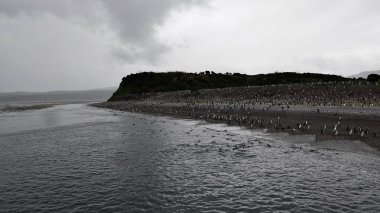    Pato vapor en la Isla de Lobos, cercana a la Isla Grande de Tierra del Fuego, habitada por cientos de lobos marinos y variedad de aves marinas.                             clipart