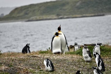  Pinguino Rey, ave de la familia de los pinginos, segundo mas grande de 18 especies que existen en el mundo, despus del pingino Emperador, avistado en la isla Martillo, cerca del canal de Beagle, Tierra del Fuego.                                  clipart