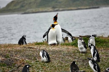  Pinguino Rey, ave de la familia de los pinginos, segundo mas grande de  18 especies que existen en el mundo, despus del pingino Emperador, avistado en la isla Martillo, cerca del canal de Beagle, Tierra del Fuego.                                   clipart
