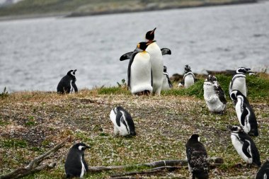  Pinguino Rey, ave de la familia de los pinginos, segundo mas grande de  18 especies que existen en el mundo, despus del pingino Emperador, avistado en la isla Martillo, cerca del canal de Beagle, Tierra del Fuego.                     clipart