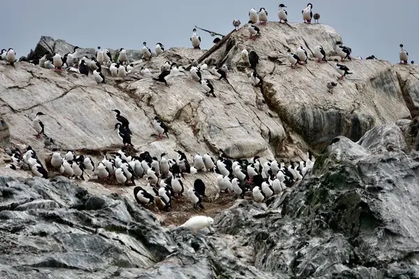  Colonia de cormoranes y otras aves en en en el Canal de Beagle, Tierra del Fuego, Arjantin.                              