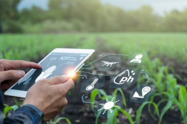 Çiftçi mısır tarlasında akıllı tarım arayüzü ikonları ve akıllı teknoloji ile dijital tablet kullanır, veri araştırması, tarım sorunu analizi, tarım sektörü kavramı.