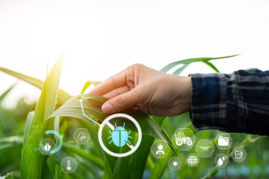 Infographics Smart Farming ve Hassas Tarım 4.0 ile IoT Growing Corn Seedlings ile Smart Farming