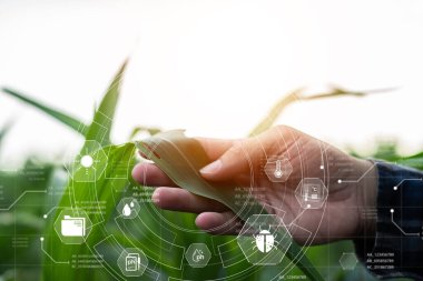 Infographics Smart Farming ve Hassas Tarım 4.0 ile IoT Growing Corn Seedlings ile Smart Farming