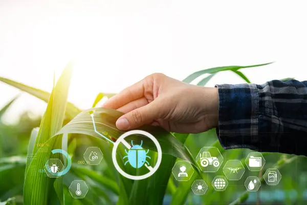 Infographics Smart Farming ve Hassas Tarım 4.0 ile IoT Growing Corn Seedlings ile Smart Farming