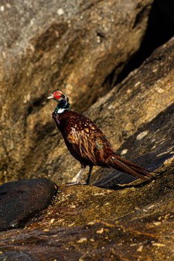 Ormanda kahverengi sülün