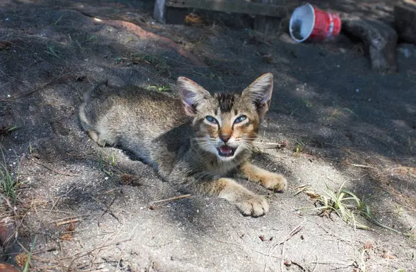 Bir kedi kumsalda oturuyor.