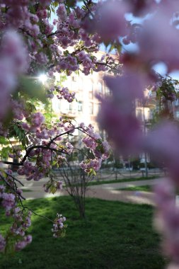 Sakura baharda çiçek açar