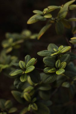 Bahçede yeşil yapraklar