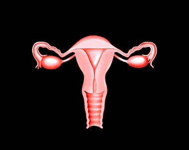 Siyah izole edilmiş arka planda kadın üreme sisteminin modeli.