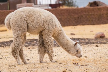 Güneşli bir günde, Peru 'nun And Dağları' ndaki sarı bitki örtüsüyle çevrili beyaz alpakalar otluyor.