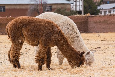 Güneşli bir günde, Peru 'nun And Dağları' ndaki sarı bitki örtüsüyle çevrili beyaz ve kahverengi renkli alpakalar otluyor.