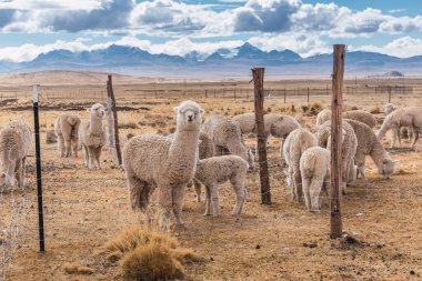 And Dağları 'nda beslenen ve otlayan alpakalar karla kaplı dağlar ve bulutlarla çevrili. Mavi gökyüzü, Latin Amerika' nın Peru tepelerinde doğal ışıkla aydınlanıyor.
