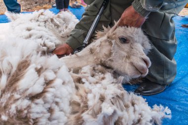 Alpaka, mavi gökyüzü ve bulutlarla dolu güneşli bir günde Latin Amerika 'da And Dağları' nın tepelerinde kırpılıyor.