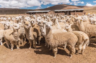 And Dağları 'nda beslenen ve otlayan alpakalar karla kaplı dağlar ve bulutlarla çevrili. Mavi gökyüzü, Latin Amerika' nın Peru tepelerinde doğal ışıkla aydınlanıyor.