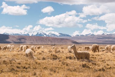 And Dağları 'nda beslenen ve otlayan alpakalar karla kaplı dağlar ve bulutlarla çevrili. Mavi gökyüzü, Latin Amerika' nın Peru tepelerinde doğal ışıkla aydınlanıyor.