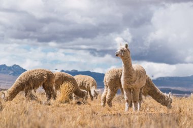 And Dağları 'nda beslenen ve otlayan alpakalar karla kaplı dağlar ve bulutlarla çevrili. Mavi gökyüzü, Latin Amerika' nın Peru tepelerinde doğal ışıkla aydınlanıyor.