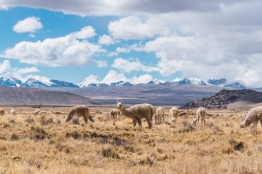 And Dağları 'nda beslenen ve otlayan alpakalar karla kaplı dağlar ve bulutlarla çevrili. Mavi gökyüzü, Latin Amerika' nın Peru tepelerinde doğal ışıkla aydınlanıyor.