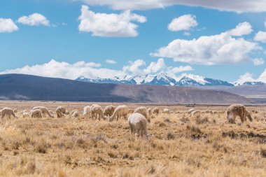 And Dağları 'nda beslenen ve otlayan alpakalar karla kaplı dağlar ve bulutlarla çevrili. Mavi gökyüzü, Latin Amerika' nın Peru tepelerinde doğal ışıkla aydınlanıyor.