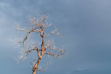 Peru And Dağları 'nda kurak bitki örtüsüyle çevrili solmuş ve yanmış bir ağaç. İklim değişikliğinin sonucu olarak bulutlar ve mavi gökyüzü.