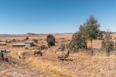 Güneşli bir günde ağaçlar ve sarı bitki örtüsüyle çevrili Titicaca Gölü kıyılarında otlayan koyunlar.