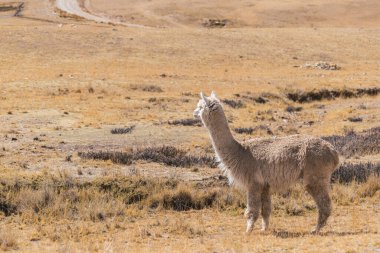 And Dağları 'nda beslenen ve otlayan alpakalar karla kaplı dağlar ve bulutlarla çevrili. Mavi gökyüzü, Latin Amerika' nın Peru tepelerinde doğal ışıkla aydınlanıyor.