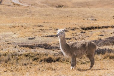 And Dağları 'nda beslenen ve otlayan alpakalar karla kaplı dağlar ve bulutlarla çevrili. Mavi gökyüzü, Latin Amerika' nın Peru tepelerinde doğal ışıkla aydınlanıyor.