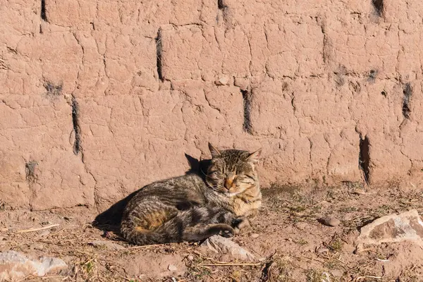 Peru 'daki And Dağları' nda bir kır evinde uyuyan kedi.