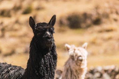 Peru 'daki And Dağları' nda güneşli bir günde yeşil ve sarı bitkilerle dağlarda otlayan siyah lifli Suri alpakaları