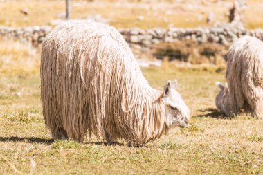 Güney Amerika 'daki And Dağları' nda bulutlar ve mavi gökyüzü ile güneşli bir günde yeşil ve sarı bitkilerle dağlarda otlayan beyaz lifli Suri alpakası.
