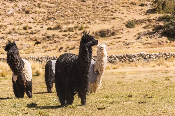 stock image Suri alpacas with black fiber grazing in the highlands with green and yellow vegetation on a sunny day in the Andes mountain range in Peru