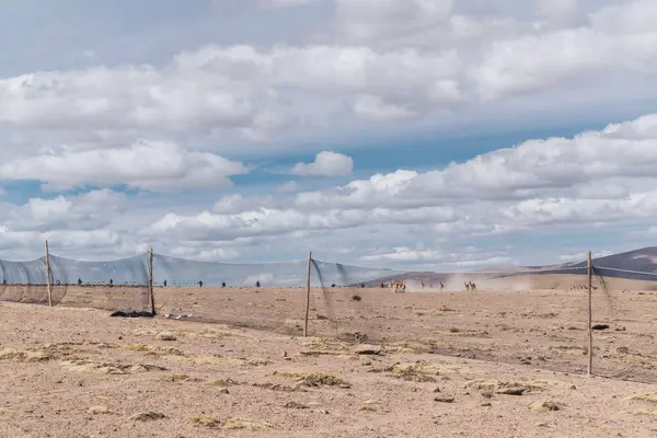 stock image herd of wild vicuas in corral grazing in the Andes mountain range on a sunny day surrounded by clouds and blue sky