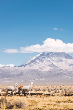 And Dağları 'nda beslenen ve otlayan alpakalar karla kaplı dağlar ve bulutlarla çevrili. Mavi gökyüzü, Latin Amerika' nın Peru tepelerinde doğal ışıkla aydınlanıyor.