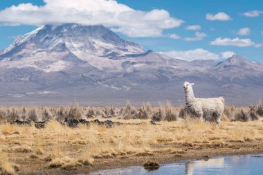 And Dağları 'nda beslenen ve otlayan alpakalar karla kaplı dağlar ve bulutlarla çevrili. Mavi gökyüzü, Latin Amerika' nın Peru tepelerinde doğal ışıkla aydınlanıyor.
